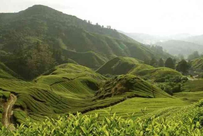 Turing Ke Perkebunan Teh Tambi di Lereng Gunung Sindoro