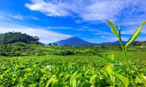 Perkebunan Teh Tambi, Simak Sejarahnya
