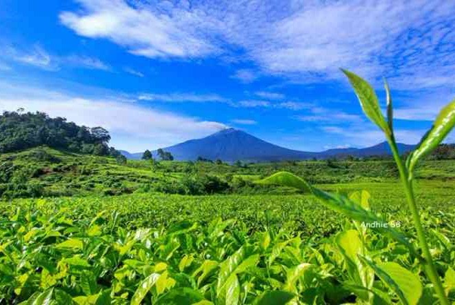 Perkebunan Teh Tambi, Simak Sejarahnya