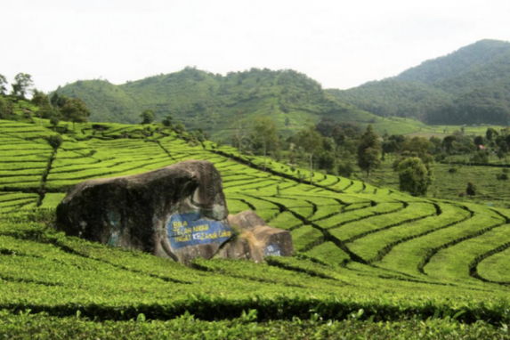 Aktivitas Seru yang Bisa Dilakukan Saat Liburan ke Kebun Teh Rancabali