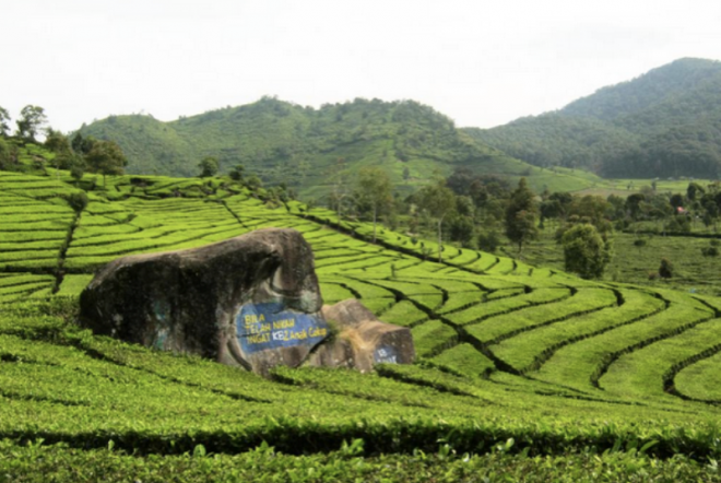 Aktivitas Seru yang Bisa Dilakukan Saat Liburan ke Kebun Teh Rancabali