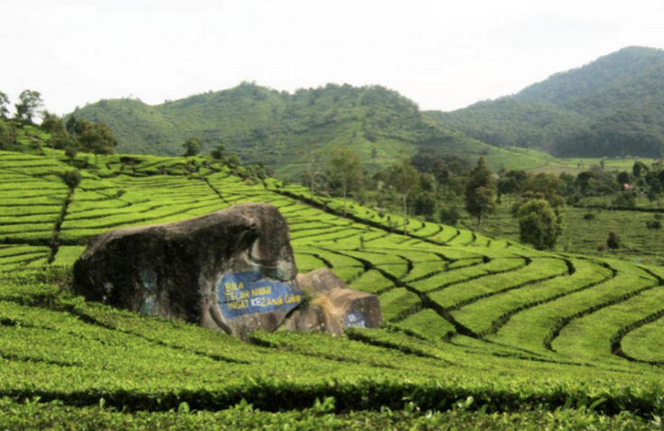 Aktivitas Seru yang Bisa Dilakukan Saat Liburan ke Kebun Teh Rancabali